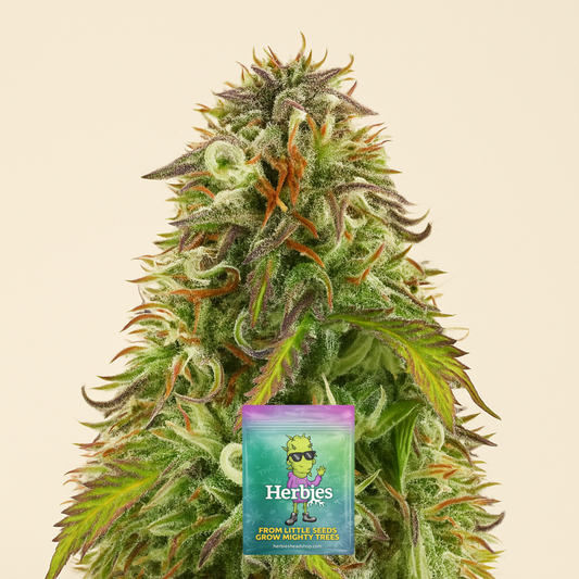 Northern Lights Auto feminisierte Samen (Herbies Seeds)