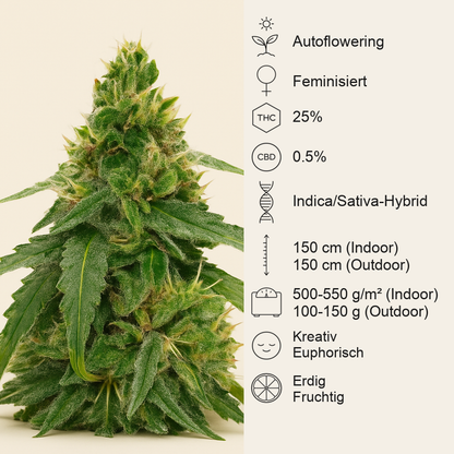 Gorilla Purple Autoflower feminisierte Samen (EGS)