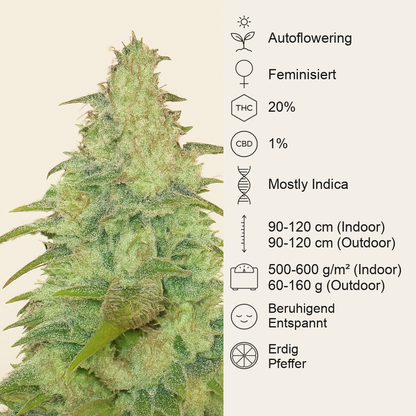 Original Auto Northern Lights (Fast Buds) Cannabis-Samen