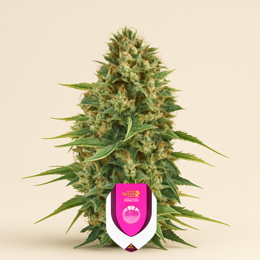 Royal AK (RQS) Cannabis-Samen