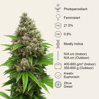 Killer Kush F1 Fast Version (Sweet Seeds) Cannabis-Samen