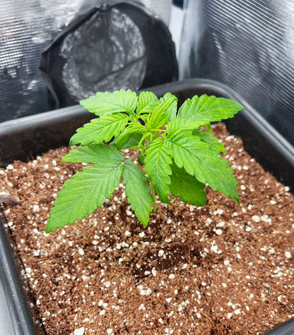 Mimosa Automatic Cannabispflanze – Royal Queen Seeds, Foto 4