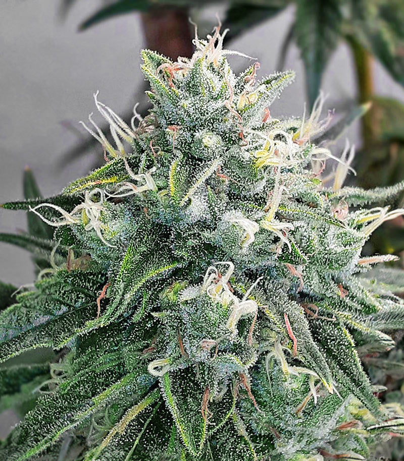 Alpha 21 Cannabispflanze – AlphaFem Seeds, Foto 3
