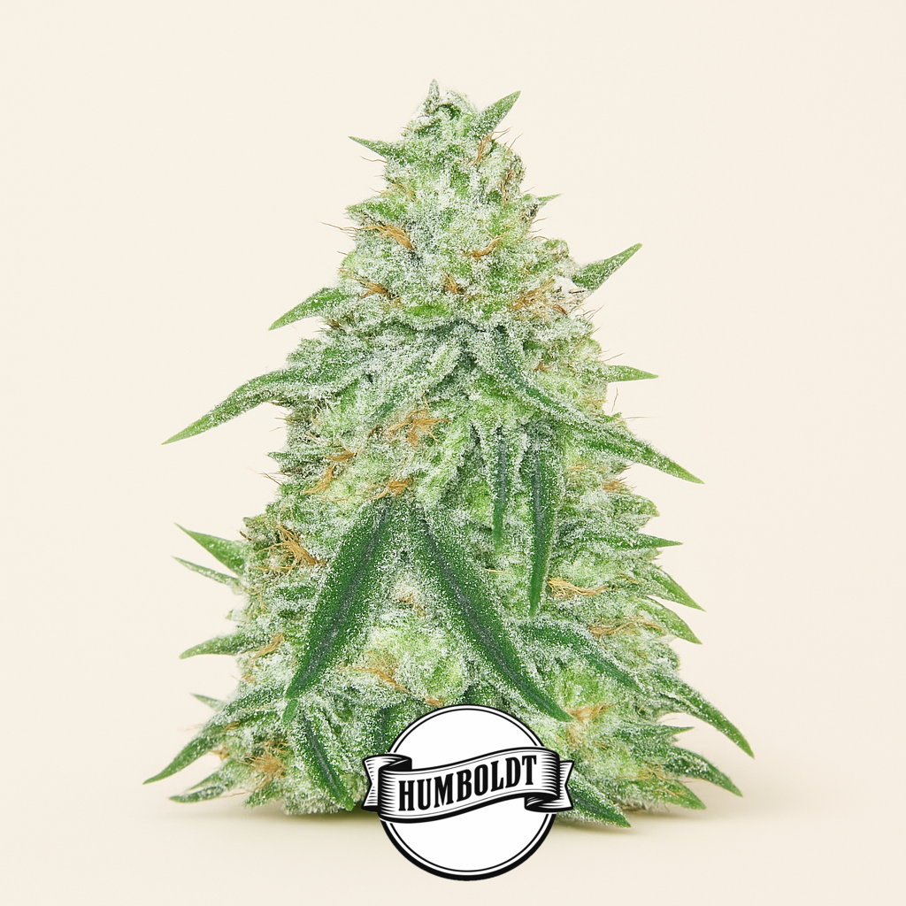 Orange Cream Pop feminisierte Samen (Humboldt Seed Company)