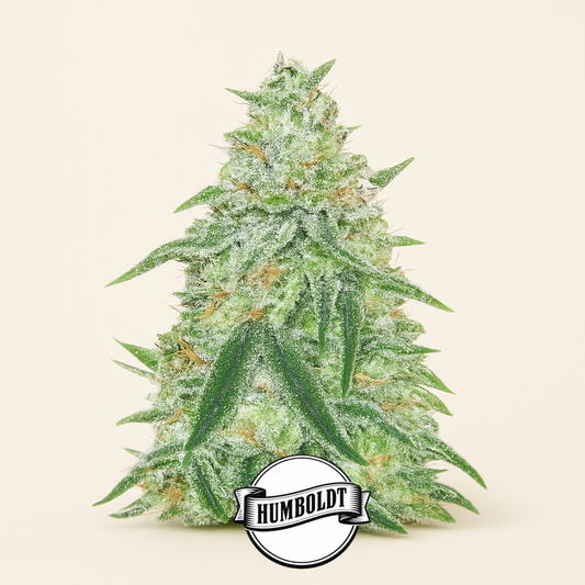 Orange Cream Pop feminisierte Samen (Humboldt Seed Company)