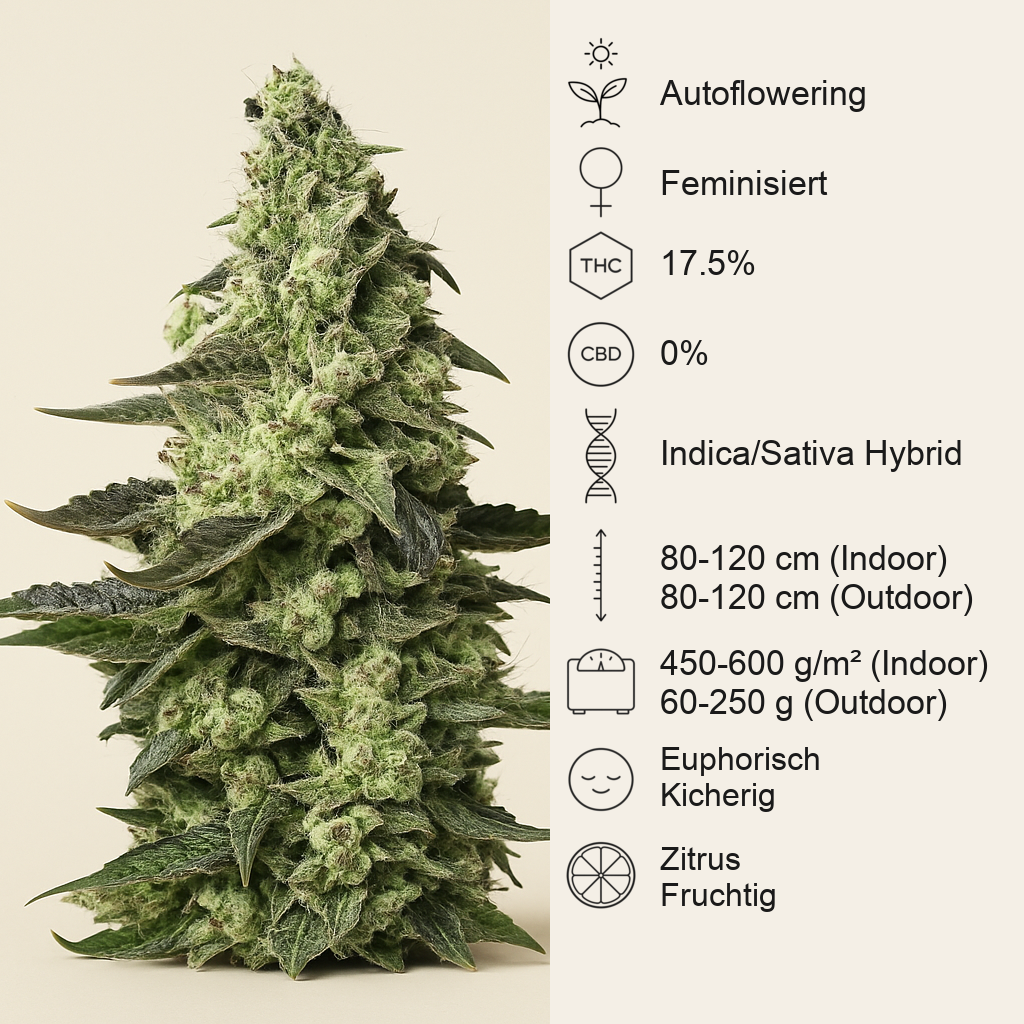 Green Poison XL Auto (Sweet Seeds) Cannabis-Samen