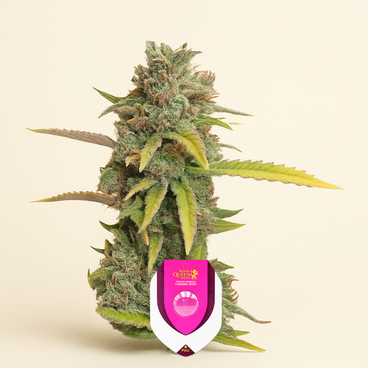O.G. Kush (RQS) Cannabis-Samen