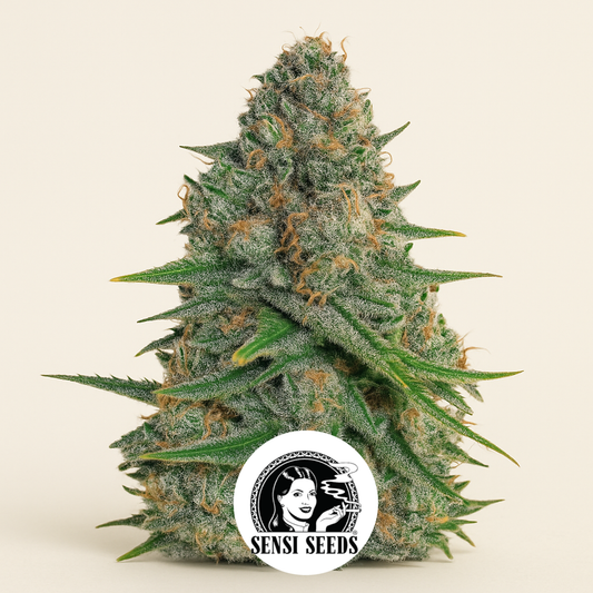 Afghani #1 (Sensi Seeds) Cannabis-Samen