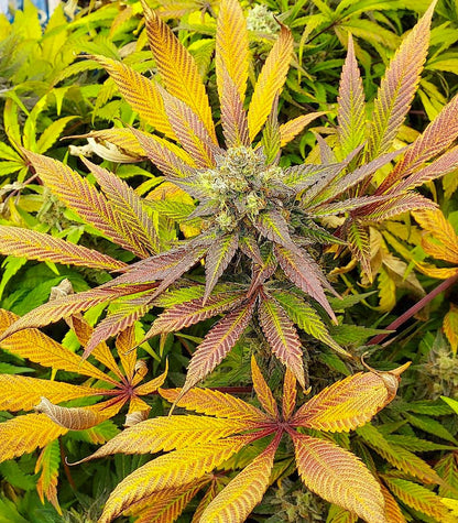 Apple Fritter Cannabispflanze – Barney's Farm, Foto 3