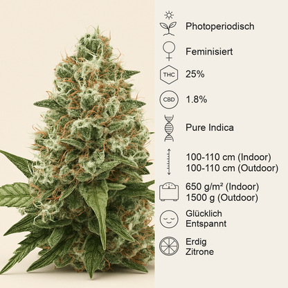 Critical Kush feminisierte Samen (Barney's Farm)
