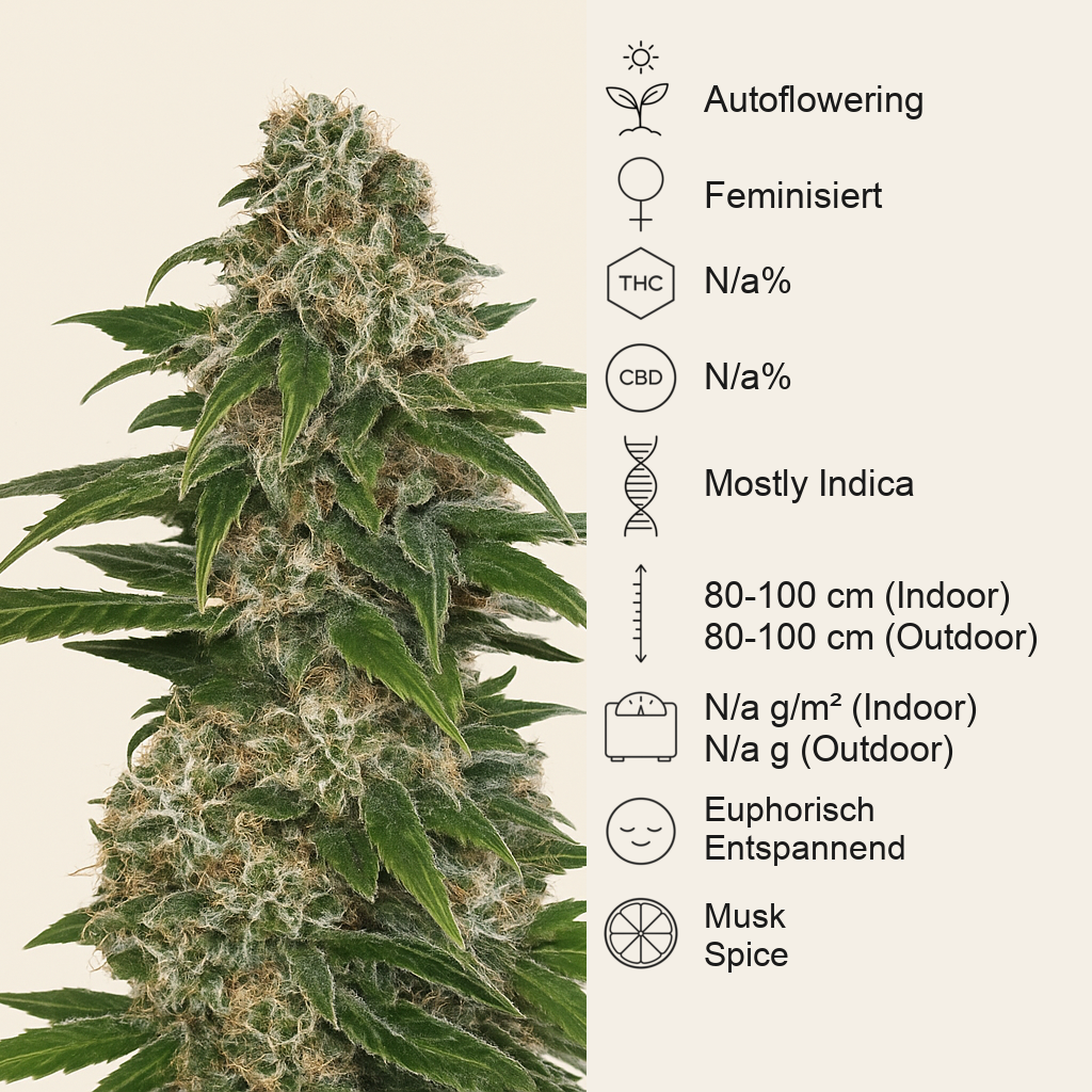 Early Skunk Automatic (Sensi Seeds) Cannabis-Samen