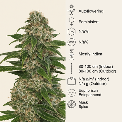 Early Skunk Automatic (Sensi Seeds) Cannabis-Samen