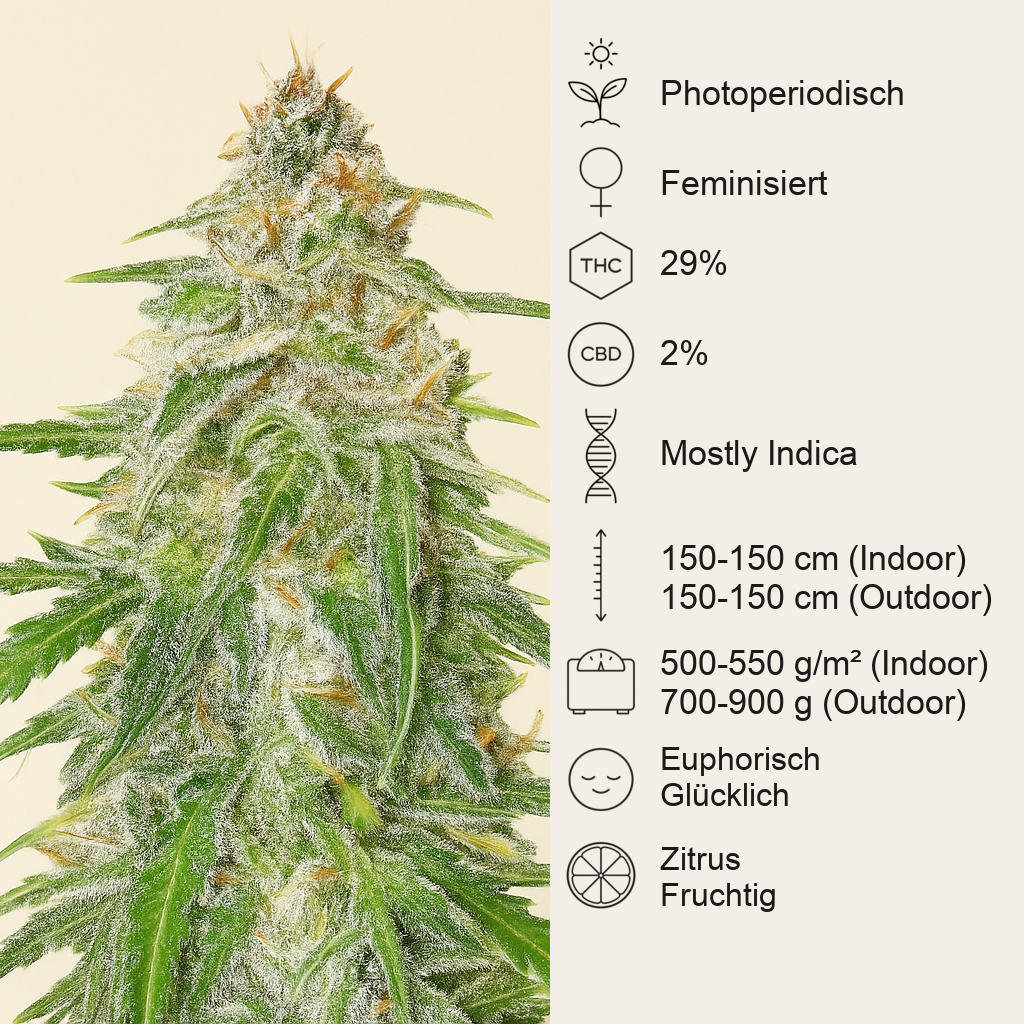 Mandarin Thuggee feminisierte Samen (AlphaFem Seeds)