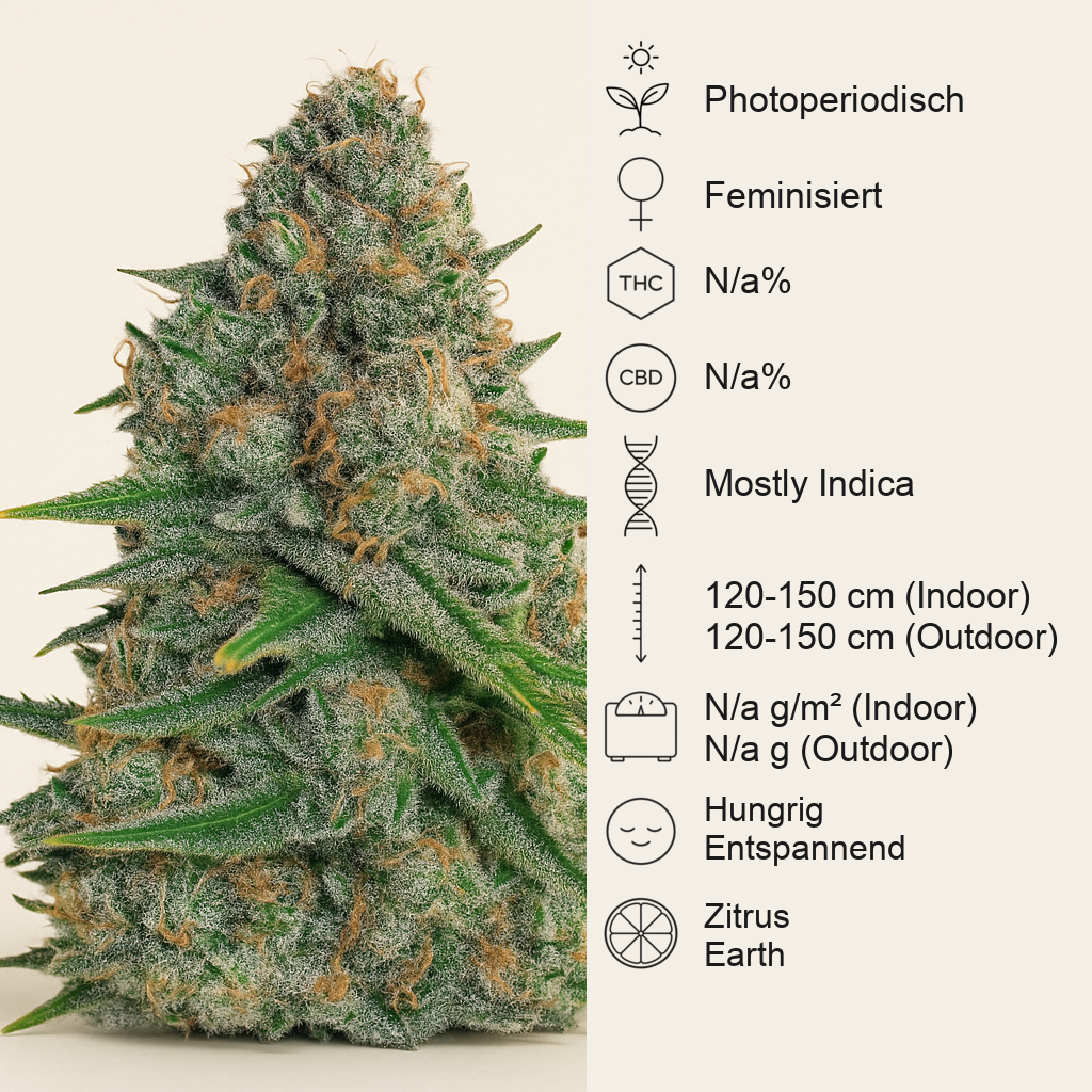 Afghani #1 (Sensi Seeds) Cannabis-Samen