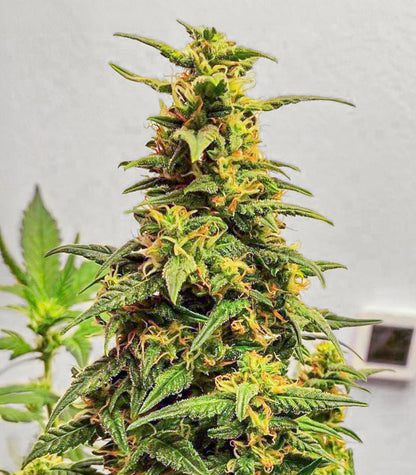 Kosher Kush 66 Autoflower Cannabispflanze – EGS, Foto 1