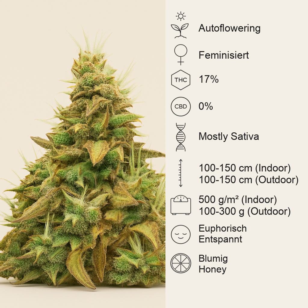 Think Different Auto (Dutch Passion) Cannabis-Samen