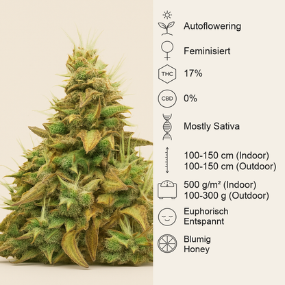 Think Different Auto (Dutch Passion) Cannabis-Samen
