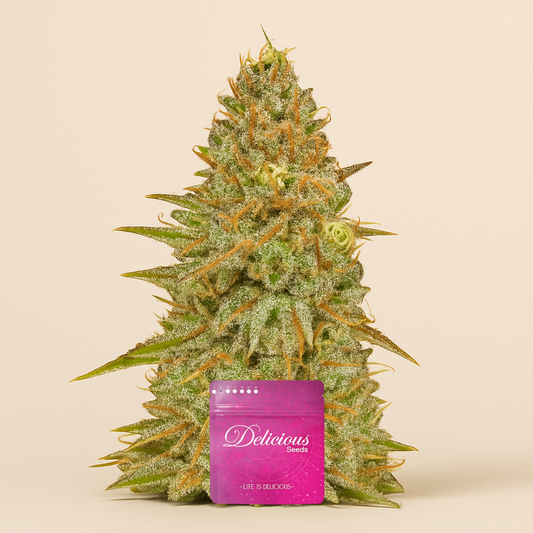 Critical Super Silver Haze (Delicious Seeds)