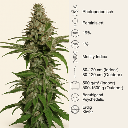 Northern Lights (Pyramid Seeds) Cannabis-Samen