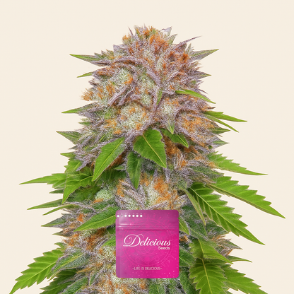 Caramelo Early Version (Delicious Seeds)