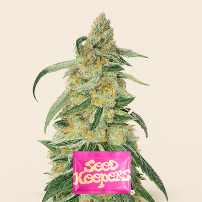 RudeBoi OG F1 feminisierte Samen (Seedkeepers)