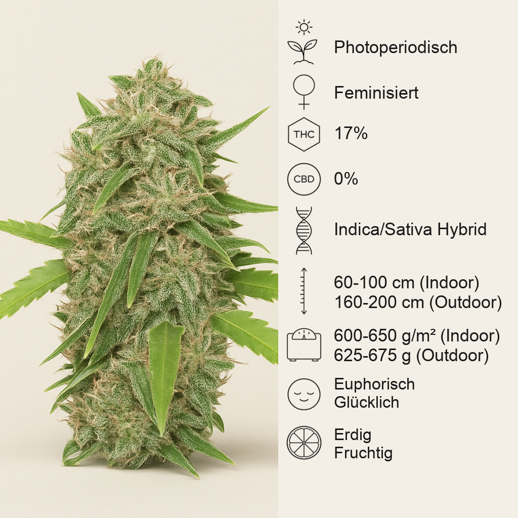 Skunk XL (RQS) Cannabis-Samen