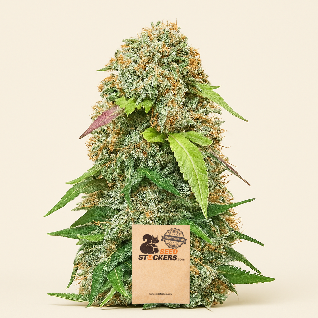 Jack Herer Auto feminisierte Samen (Seedstockers)