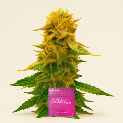 Sugar Black Rose Auto (Delicious Seeds) Cannabis-Samen