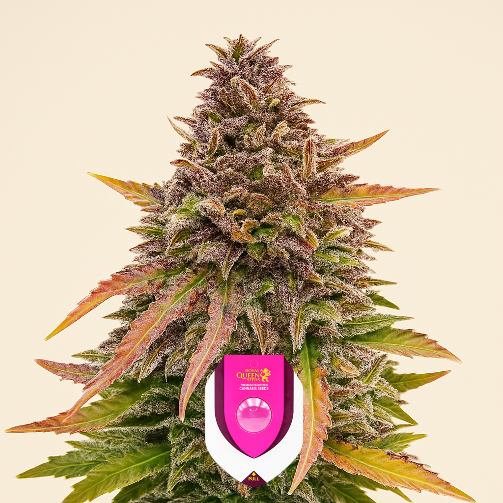 Bubble Kush Automatic (RQS) Cannabis-Samen