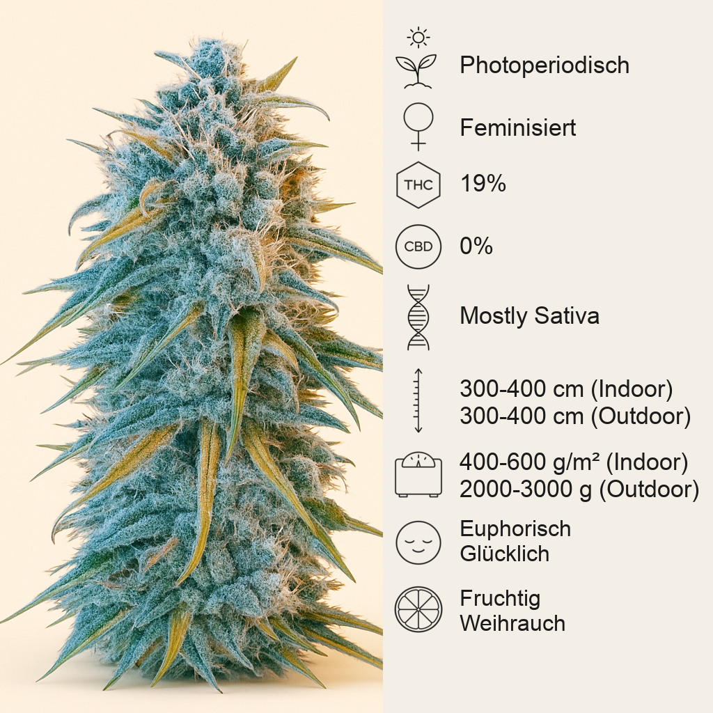 Blue Dream (Humboldt Seeds Organization) Cannabis-Samen