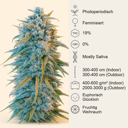 Blue Dream (Humboldt Seeds Organization) Cannabis-Samen