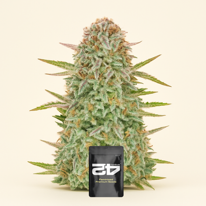 Bruce Banner Auto feminisierte Samen (Fast Buds)