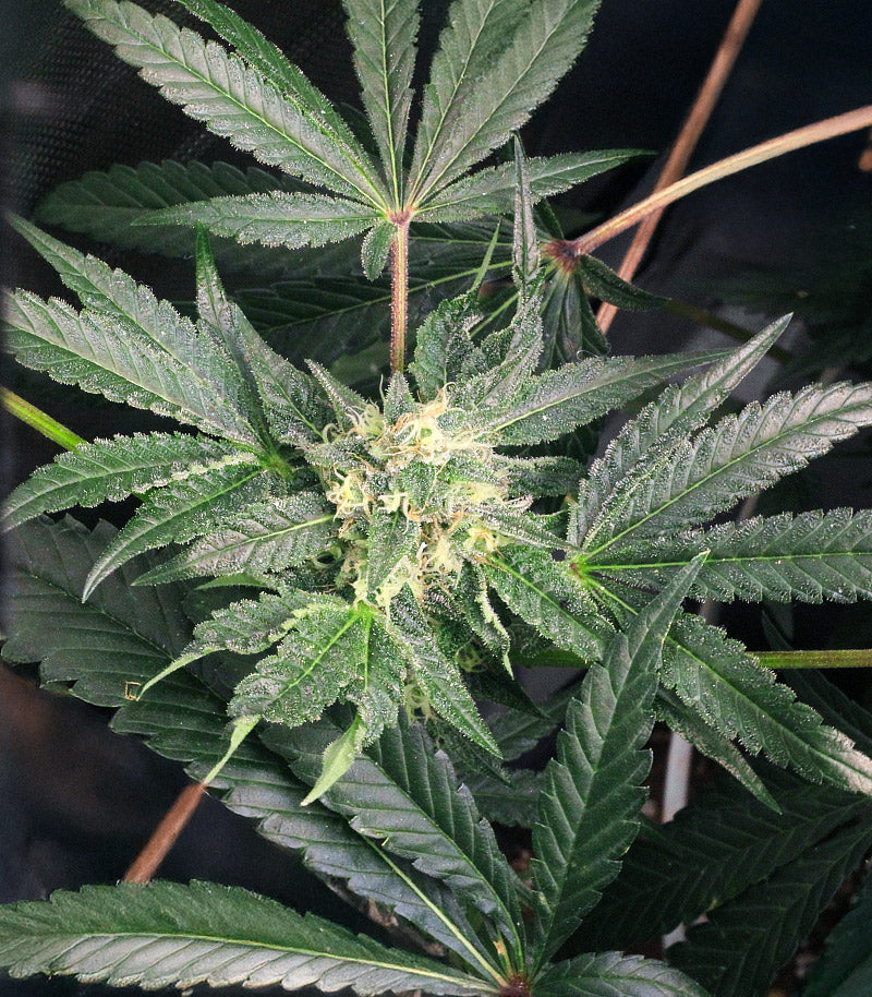 Keep Frosted Guava Autoflower Cannabispflanze – Seedkeepers, Foto 1