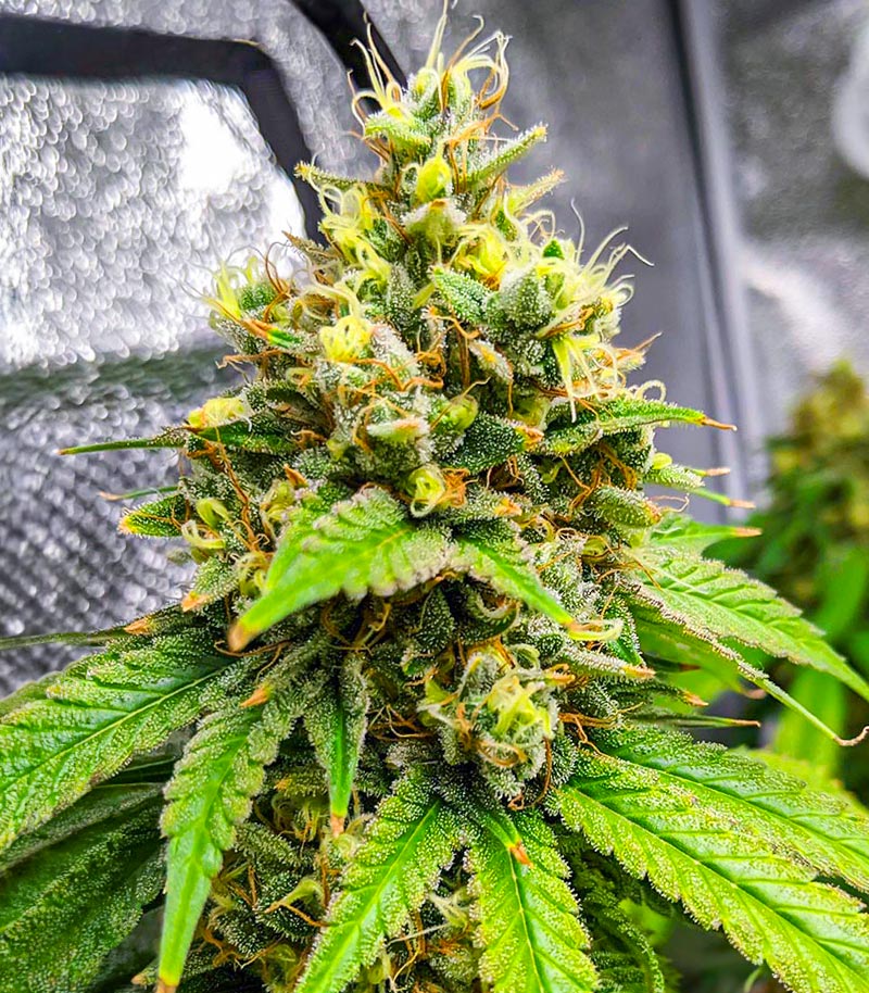 Bruce Banner Fast Version Cannabispflanze – EGS, Foto 3