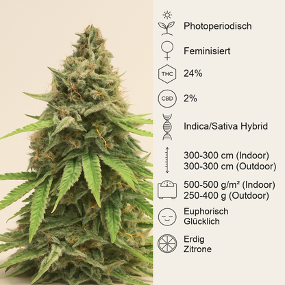 Critical Amnesia feminisierte Samen (AlphaFem Seeds)