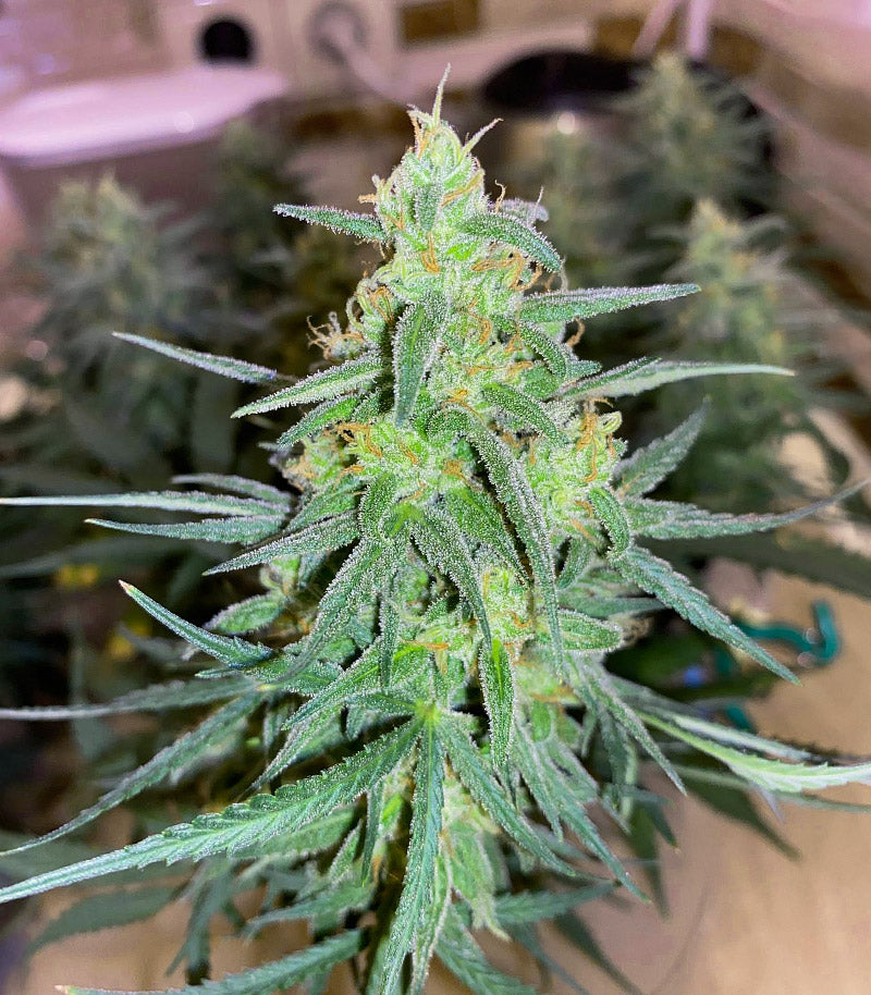 Vanilla Latte Autoflower Cannabispflanze – Humboldt Seed Company, Foto 1