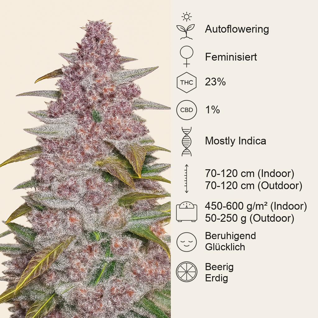 Blackberry Auto feminisierte Samen (Fast Buds)