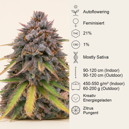 Original Auto Sour Diesel (Fast Buds) Cannabis-Samen