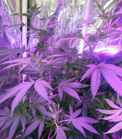 Eleven Roses Cannabispflanze – Delicious Seeds, Foto 2