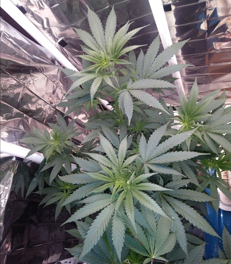 Eleven Roses Cannabispflanze – Delicious Seeds, Foto 1