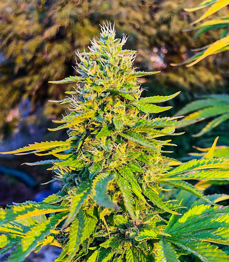 GG#4 Original Glue Fast Version Cannabispflanze – EGS, Foto 1