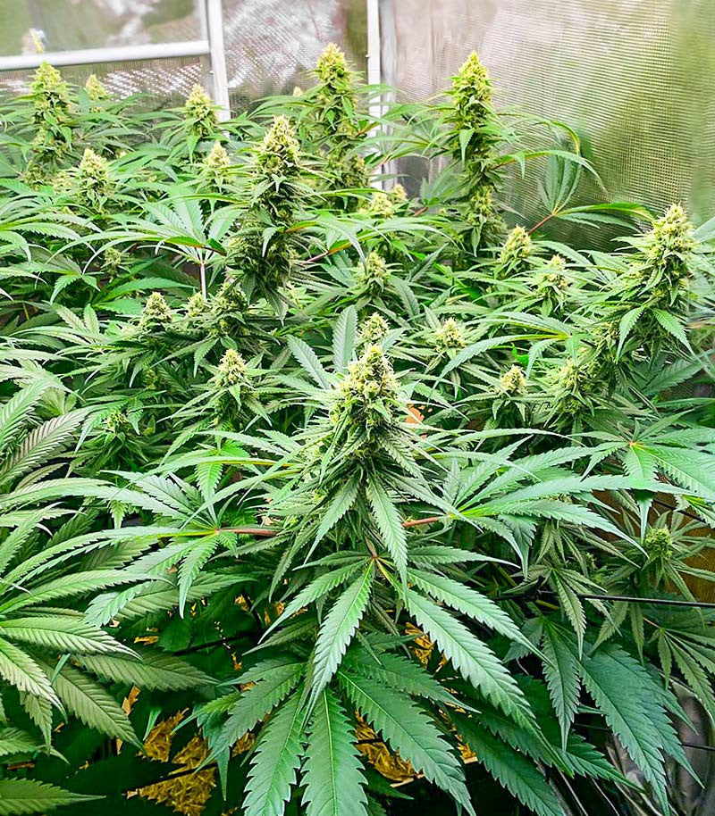 GG#4 Original Glue Fast Version Cannabispflanze – EGS, Foto 2