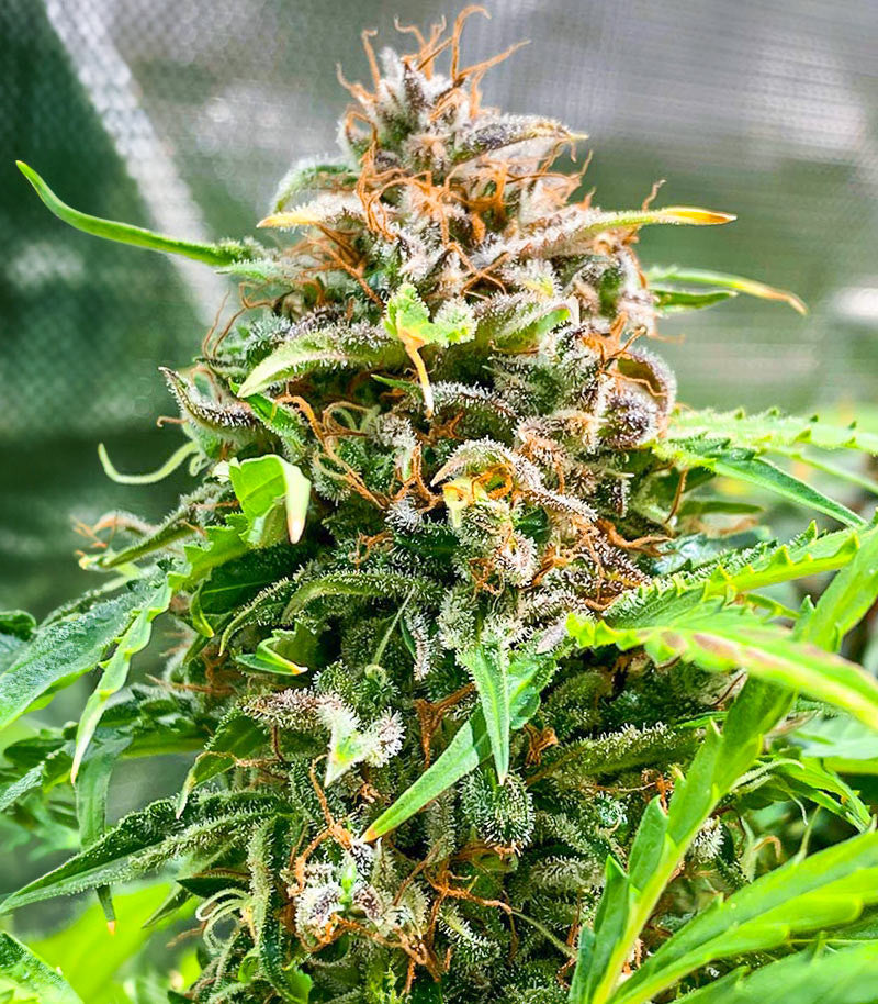 GG#4 Original Glue Fast Version Cannabispflanze – EGS, Foto 3