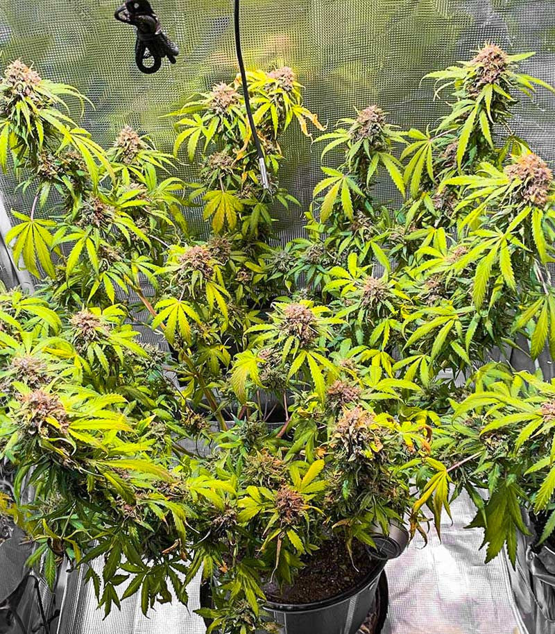GG#4 Original Glue Fast Version Cannabispflanze – EGS, Foto 4
