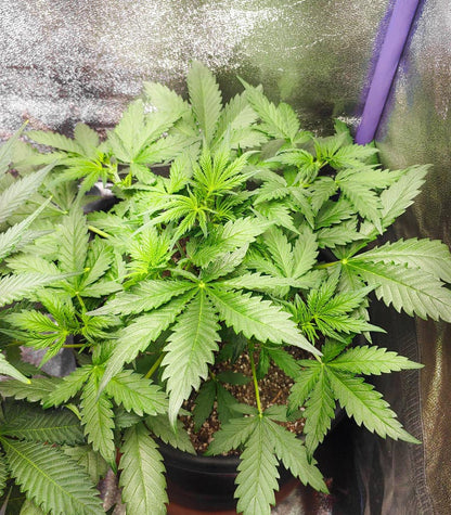 Grandmommy Purple Auto Cannabispflanze – Herbies Seeds, Foto 1