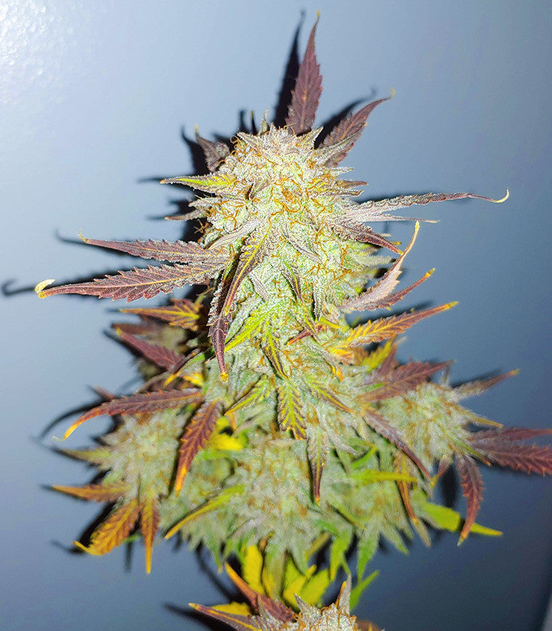 Grandmommy Purple Auto Cannabispflanze – Herbies Seeds, Foto 2