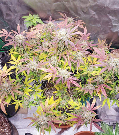 Grandmommy Purple Auto Cannabispflanze – Herbies Seeds, Foto 3