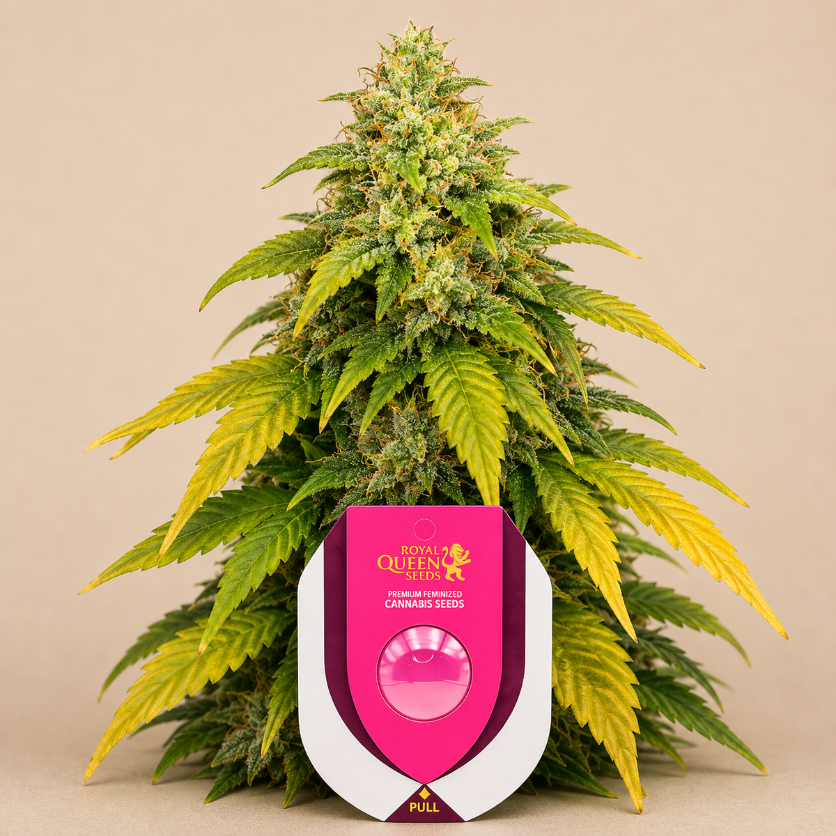 HulkBerry