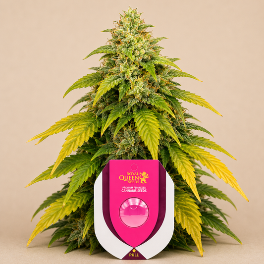 HulkBerry