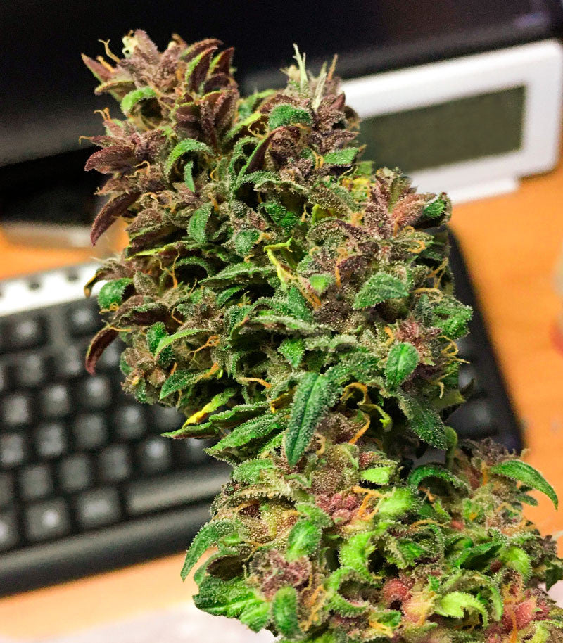 LSD-25 Auto Cannabispflanze – Fast Buds, Foto 3